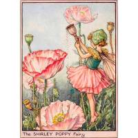 Carte "Fées des Fleurs" Cicely Mary Barker "Pavot rose"