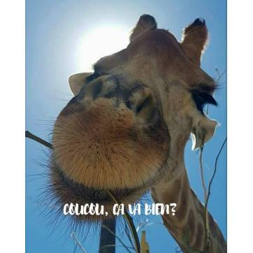 Carte "Coucou ça va bien?" Girafe