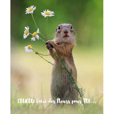 Carte "Coucou" Voici des Fleurs pour toi Marmotte