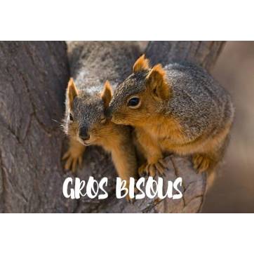 Carte " Gros Bisous" Deux Ecureuils