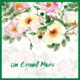 Carte Merci aquarelle Eglantines roses et blanches