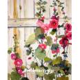 Carte Anniversaire aquarelle Roses Tremières devant porte