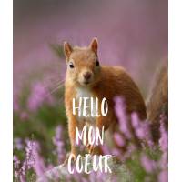  Carte Humour Ecureuil "Hello mon Coeur"